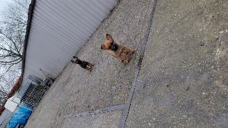 Alle  Megelseherder x duitse herder pups picture 17