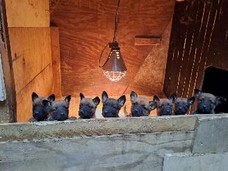 Alle  Megelseherder x duitse herder pups picture 3