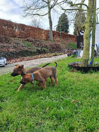 Alle  Megelseherder x duitse herder pups picture 13