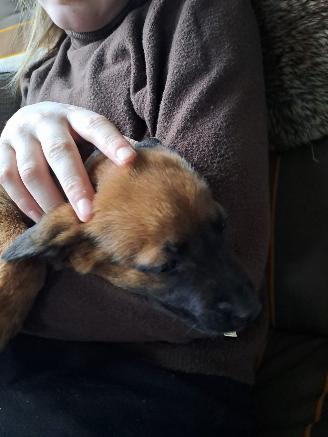 Alle  Megelseherder x duitse herder pups picture 6