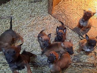 Alle  Megelseherder x duitse herder pups picture 12